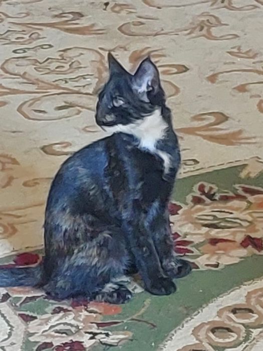 Кошки бесплатно