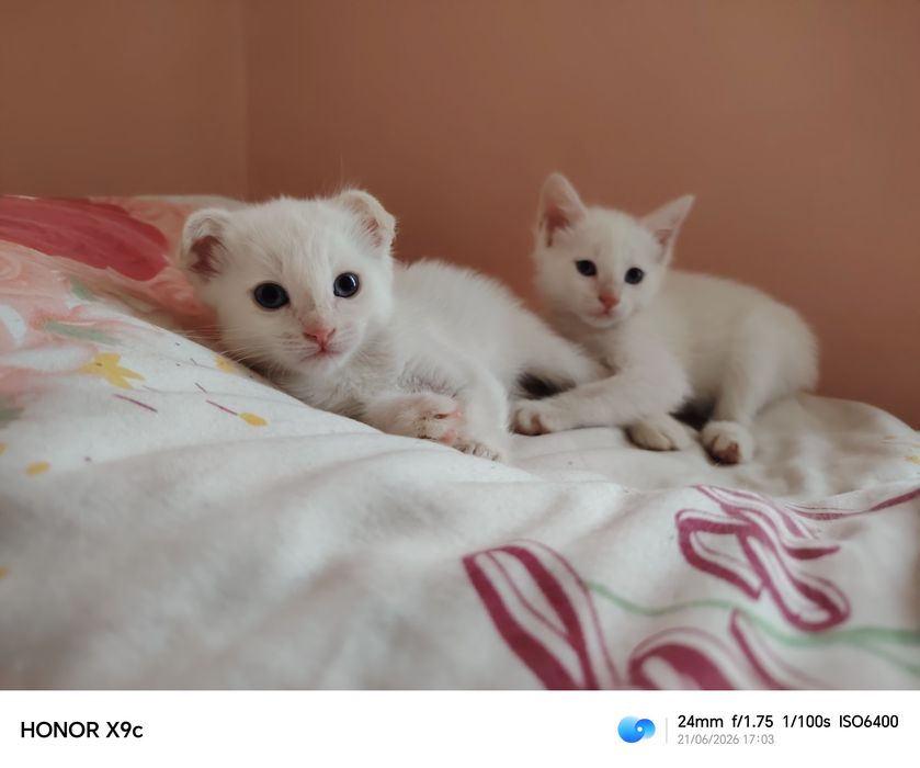 Продам котят  3 девочки метиски