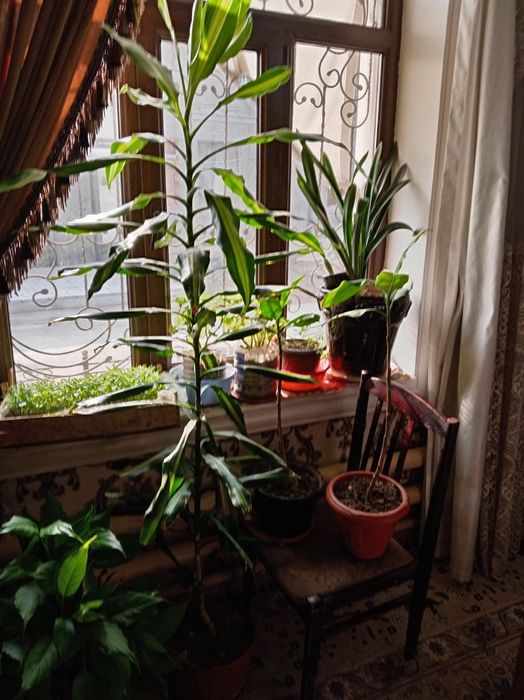 Продаю комнатные декоративные цветы. Ofis uchun tuvakda gul sotiladi