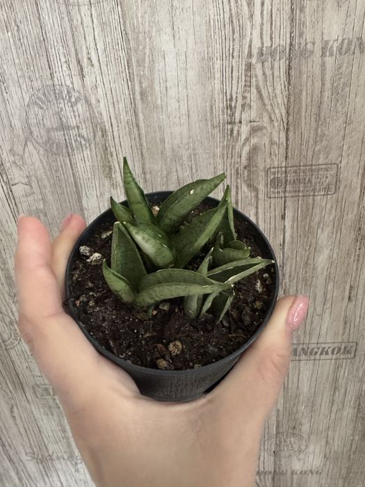 Комнатные растения