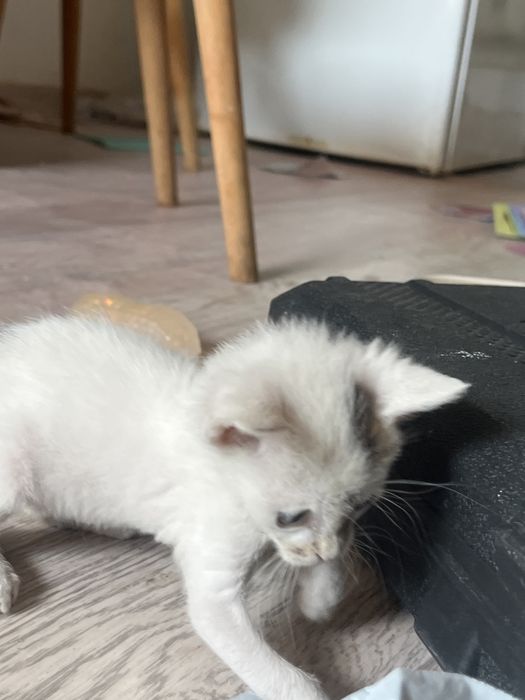 Котенок бесплатно