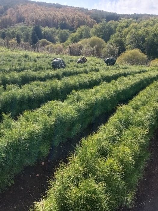 Елки сосна береза