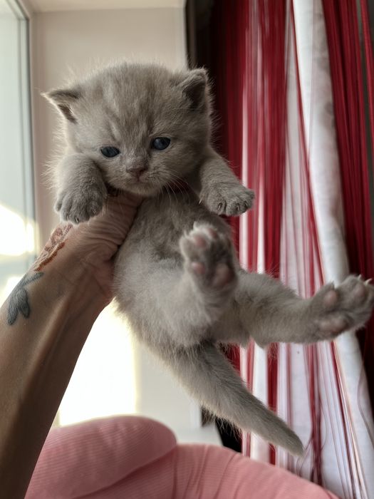 Продаются шикарные котята