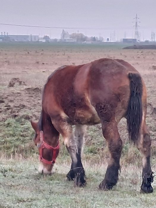 Vand manza de un an!