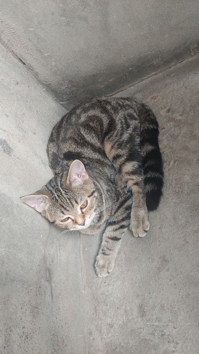 Кошки 3шт отдам даром