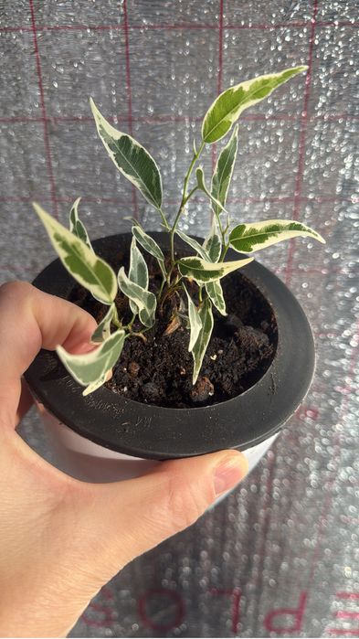 Продам фикусы разные