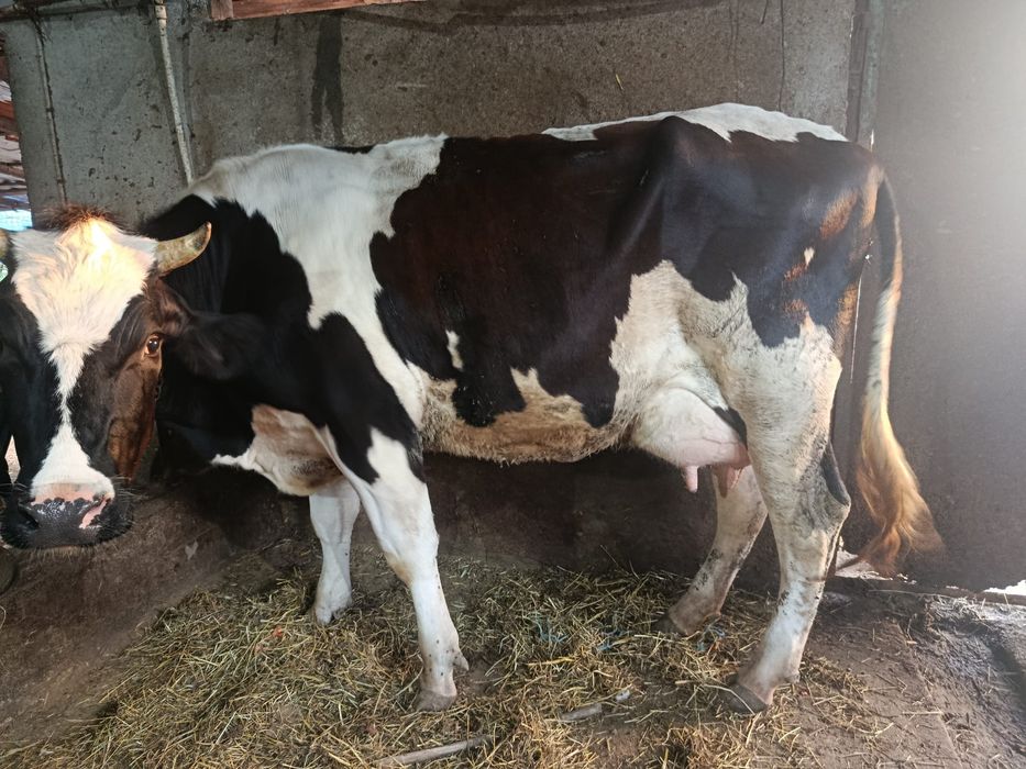 Vând vaca Holstein la prima fatare