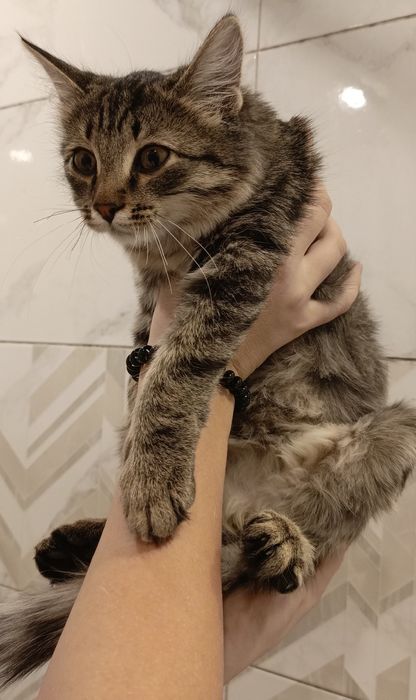 Кошечка бесплатно, срочно ищет дом!!!