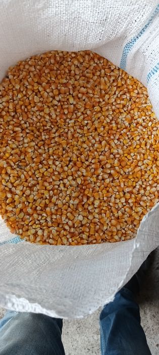 Vând graunte recent recoltate  !!