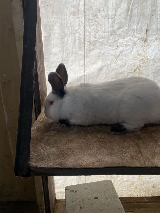 Продам кролов калифорния