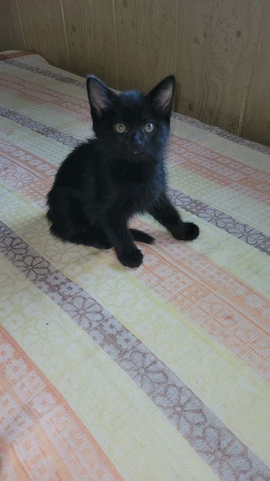 Котята в добрые ответственные руки