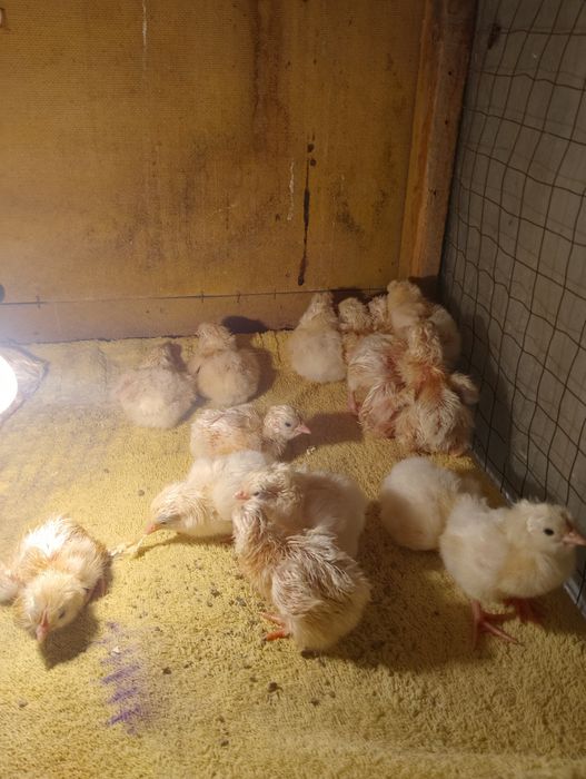 Цыплята адлер серебристый.