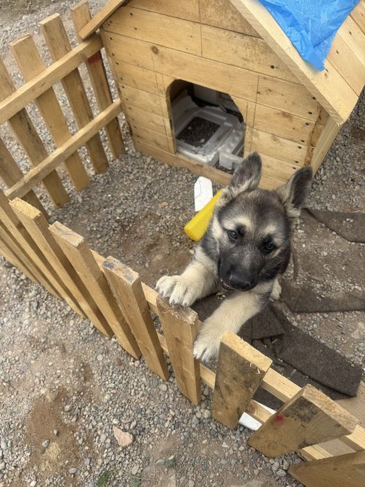 Продам щенка немецкой овчарки
