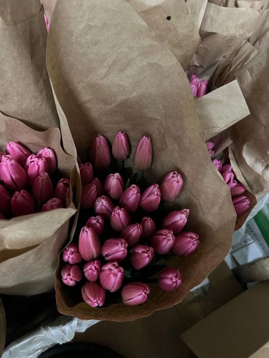 Продам голландские тюльпаны