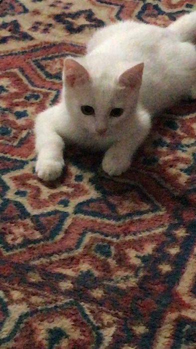 Дарю котенка девочка 4 мес, привезу