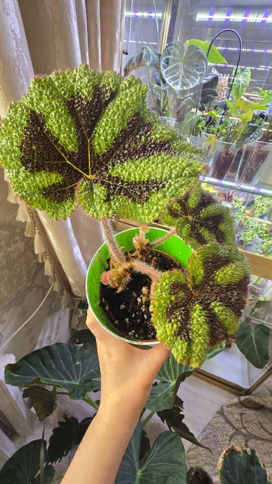 Продаю сортовые бегонии