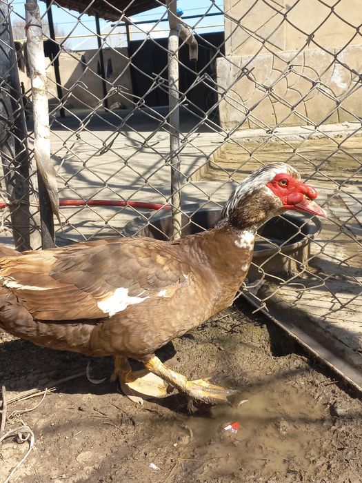 Индоутка  .   .    .   .