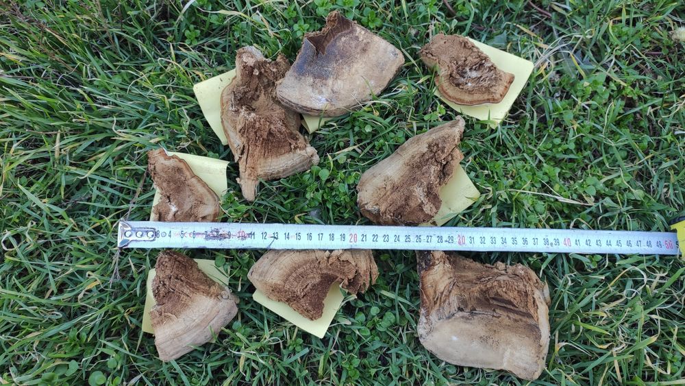 Прахан - Праханова гъба - Бушкрафт (Bushcraft), Оцеляване