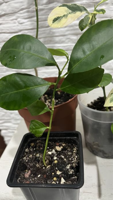 мандарин и лимон привитый от плодоносящего дерева