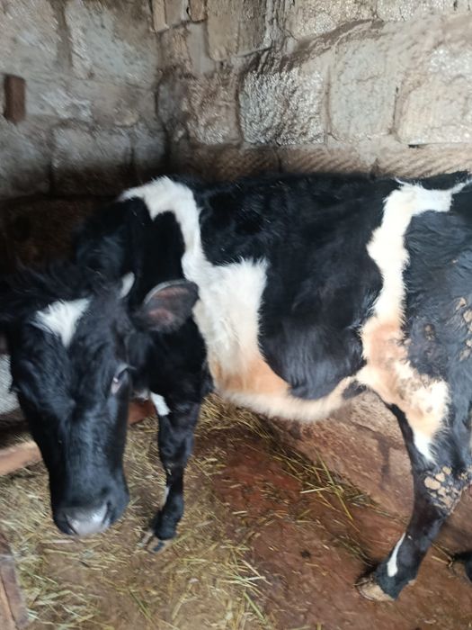 Продам тёлку голштин