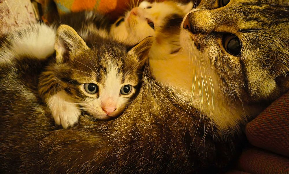 Pui de pisica de 1 luna