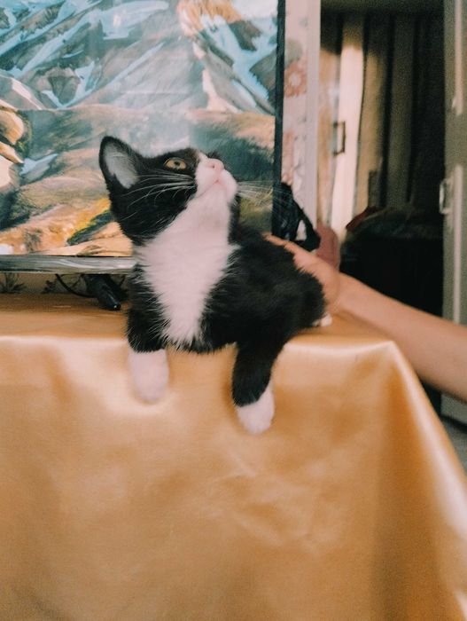 Биколорный котенок- девочка, стерилизованная  в ответственные руки