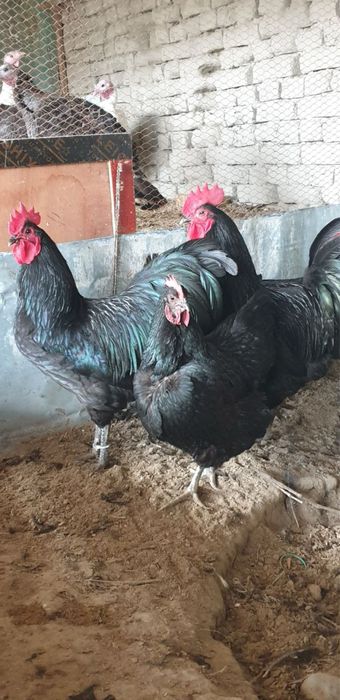 Австралорп товук тухумлари