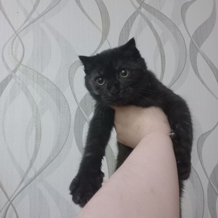 Скотиш страйт и Скотиш фолд