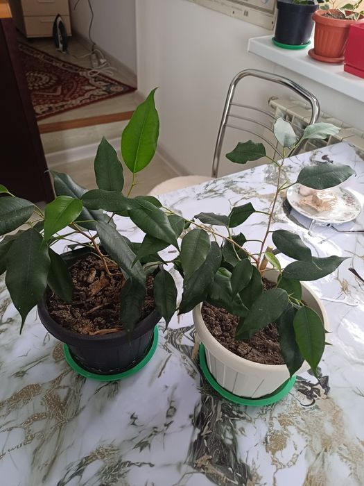 Цветы домашние  разные