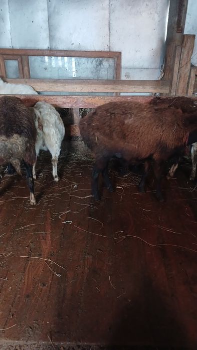 Продажа Баран!!!