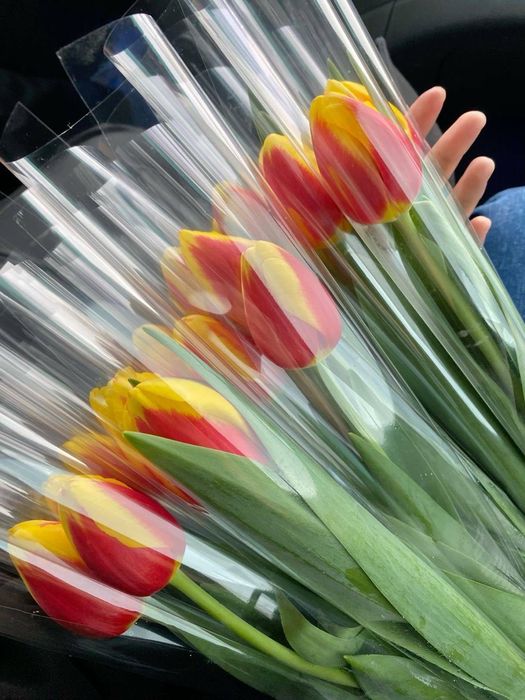 Тюльпаны оптом в Ташкенте