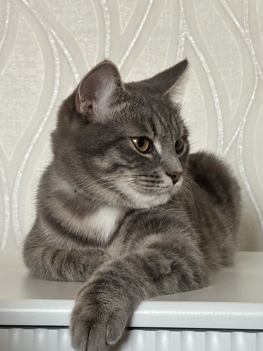 Отдаем кота в хорошие руки