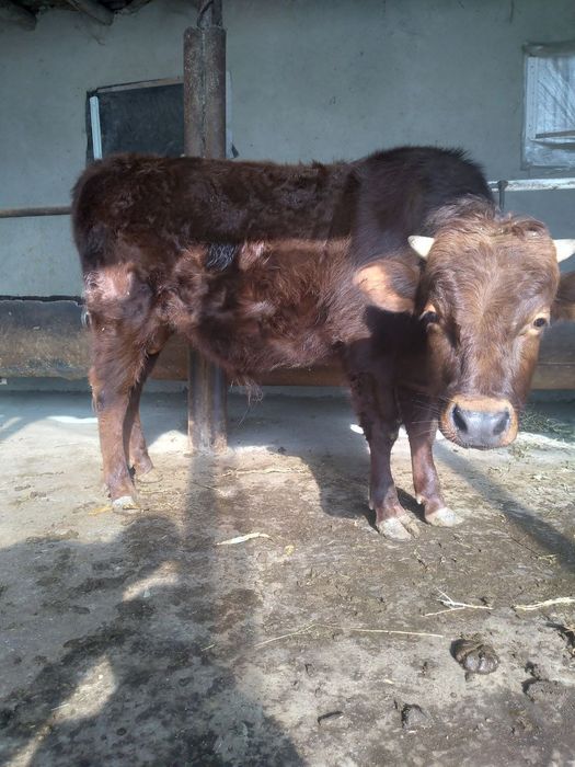 Buqa hokiz sotiladi soni 2 ta