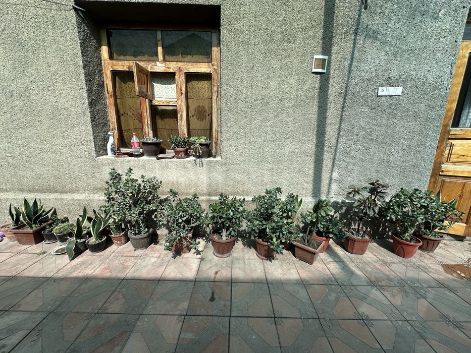 Продаются цветы. Не дорого продаются цветы: для дома, офиса, в подарок