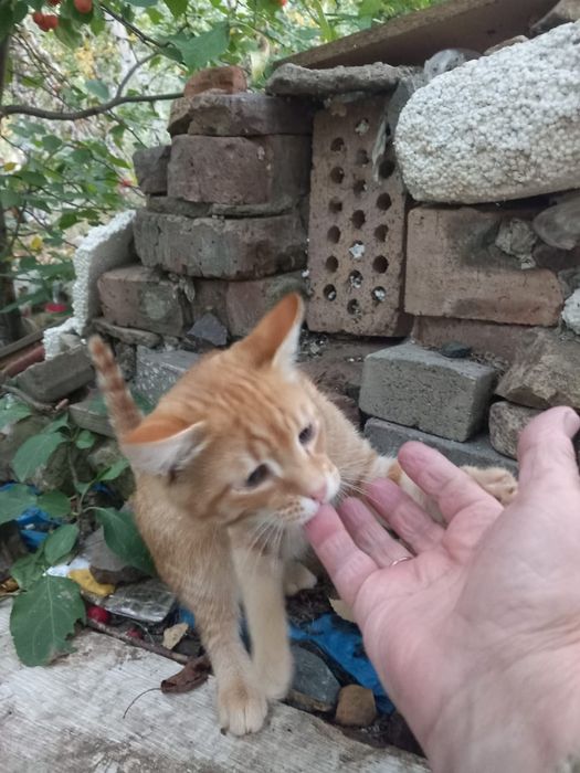 Отдам котенка в добрые руки