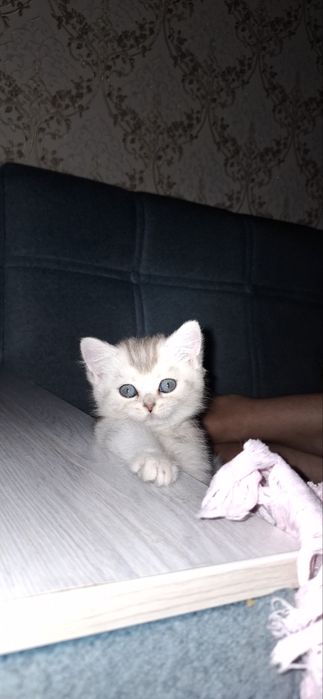 Serebristi shinshila 2 oyli