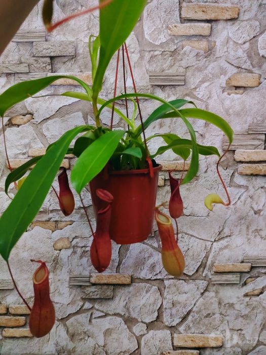 Мухоловка Nepenthes