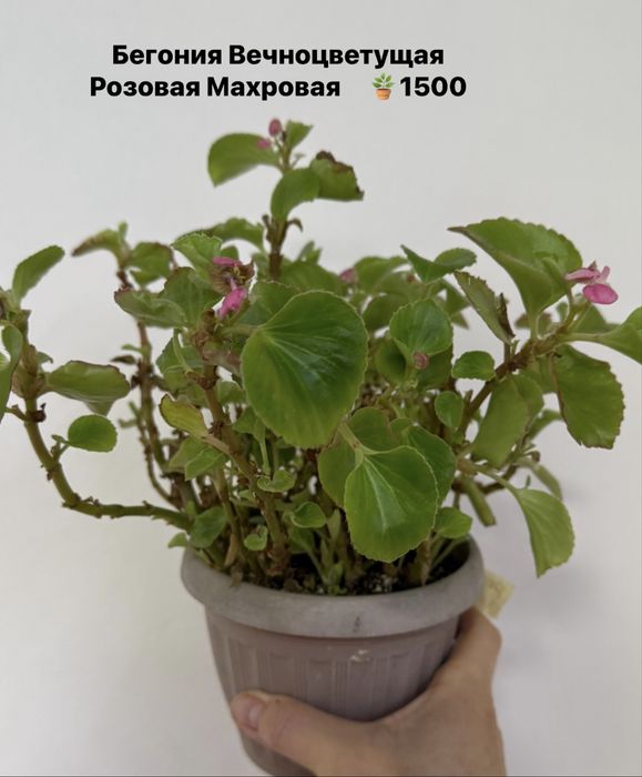 Продам Бегонии вечноцветущие