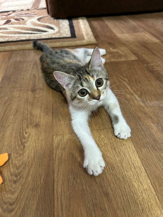 Потерялась кошечка!!!