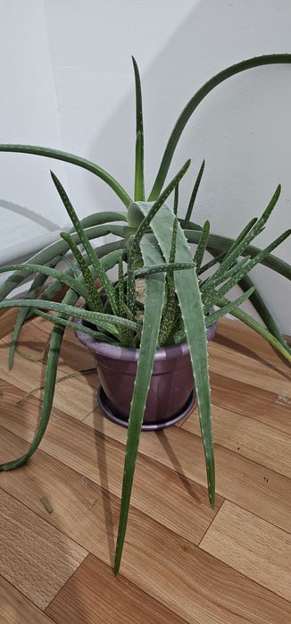 Алоэ сатылады көп жылдық