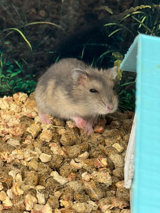 Джунгарские хомячки