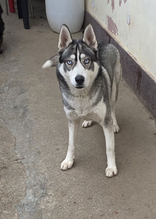 Donez caine Husky, Max