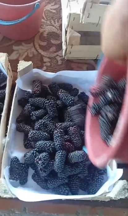 Ежевика Блек Джем ва Коламбия Гигант