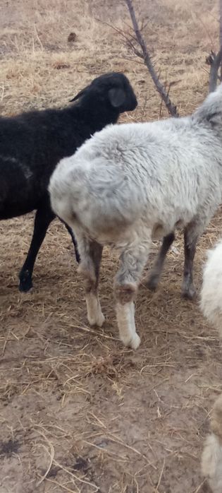 Урғашы тоқтылар сатылады