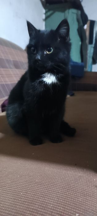 Отдам в добрые руки