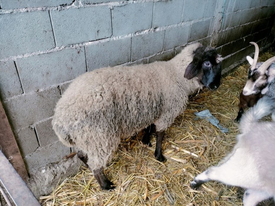 Vând berbecuti pentru protap, metis Suffolk