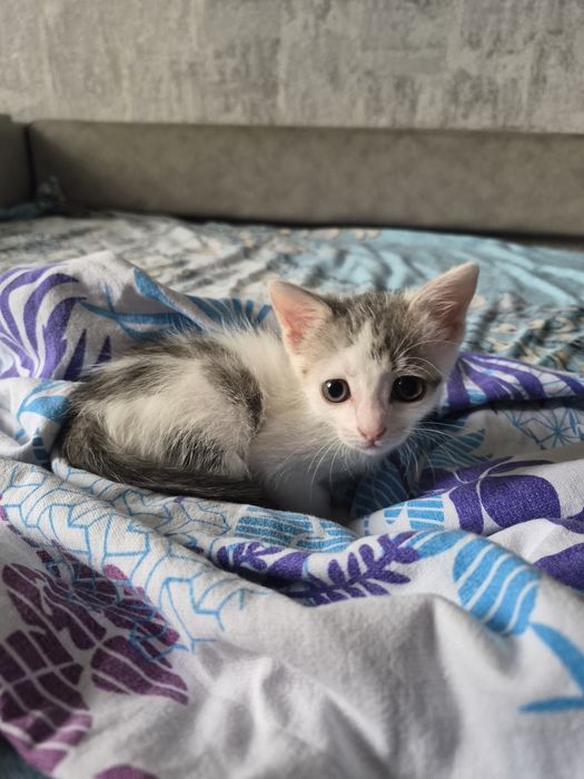 Животные котенок