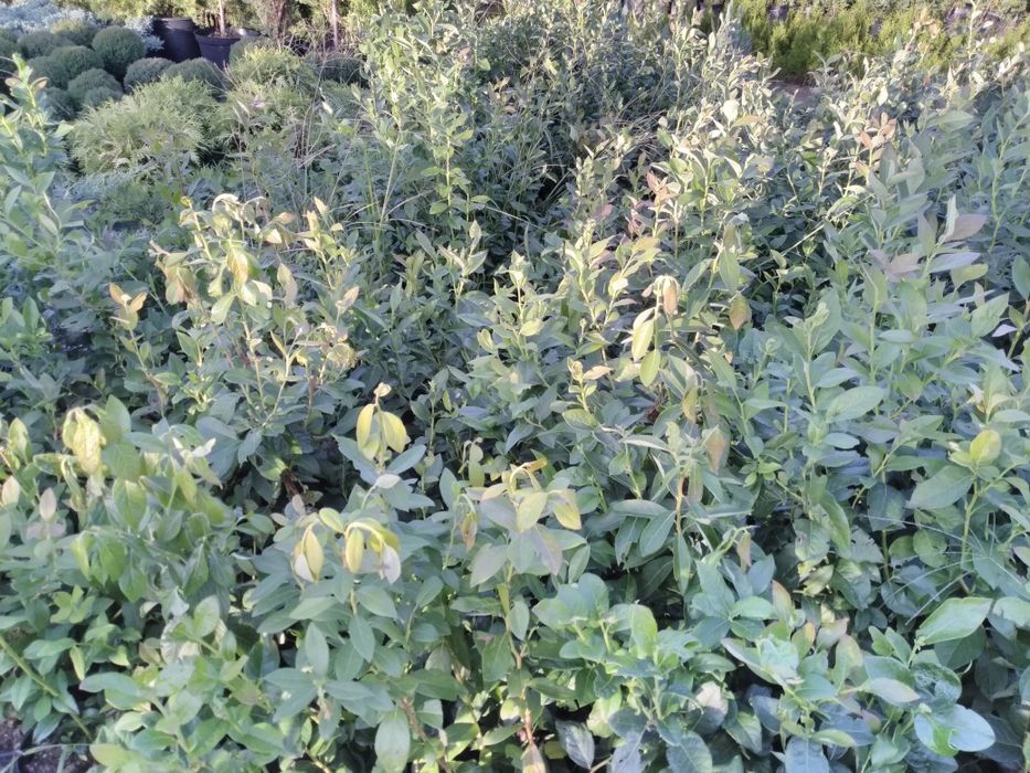 Afine plante 80-100cm