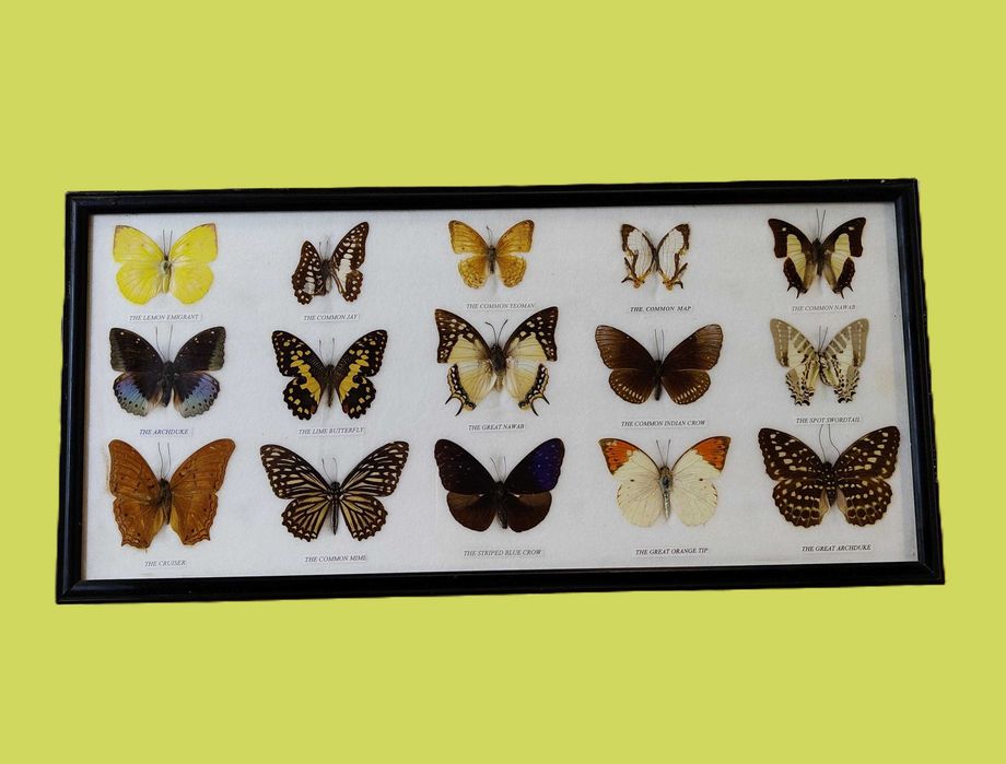 Сет  от рамкирани колекции от истински пеперуди-15бр.,7бр.,2бр.,1бр,