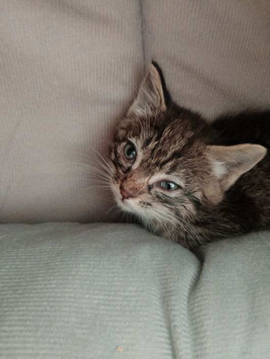 Отдам котенка бесплатно